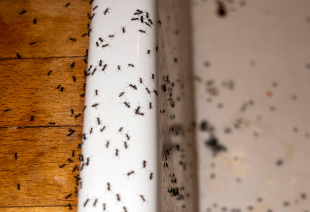 Wasp Removal Services in Winsted, MN